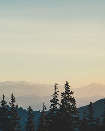 Landscape, Nature, Trees, Mountains, Fog HD phone wallpaper