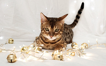 Animals, Toys, Kitty, Kitten, To Lie Down, Lie, Cloth HD wallpaper