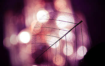 Leaves, Objects HD wallpaper