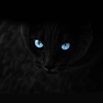 Cat, Sight, Opinion, Blue Eyed, Blue-Eyed HD phone wallpaper