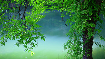 Tree Leaves Summer, leaves, trees, nature HD wallpaper