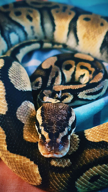 Snake , High quality , Avatar the Last Snake, Collection of serpent ry HD phone wallpaper