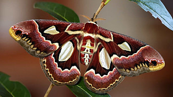 BUTTERFLY, LEAVES, COLORS, WINGS, STEM HD wallpaper