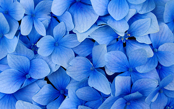 Plants, Flowers HD wallpaper
