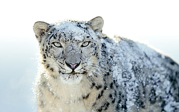 Snow Leopard, , Galerie HD wallpaper