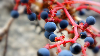 Berries, Macro, Branch, Ripe HD wallpaper