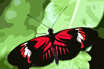 Butterfly, leaf, abstract HD wallpaper