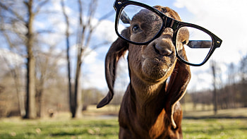 The Nubian, Goats HD wallpaper