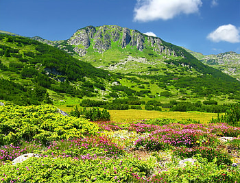 Kamenity Peak, graphy, rocks, mountain, green, bulgaria, clouds, trees, nature, flowers, sky, , forest HD wallpaper
