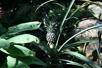 Amazing day at Edmonton garden 08, leaves, graphy, green, Flowers, garden, rocks, pineapple HD wallpaper