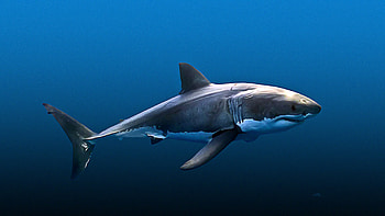 The Shark, Shark, Open Sea, Great White Shark, Predator, Artistic Rendition, Deep Blue HD wallpaper