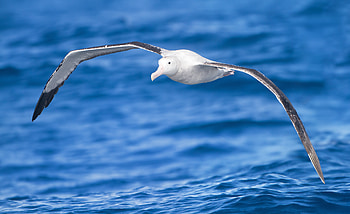 Albatross , Stunning avian beauty, Majestic creatures, High-definition visuals HD wallpaper