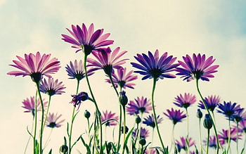 Big Daisy For Inspi, pink, inspi, big, daisy, deep, friend HD wallpaper