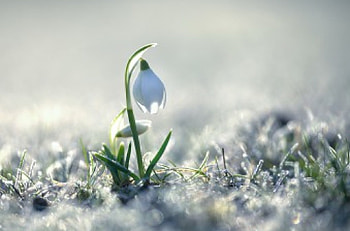 Snowdrop, bokeh, snow, flower HD wallpaper