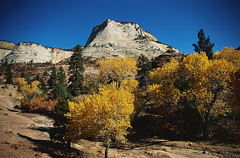 Nature, Trees, Mountains, Autumn, Conifers, Coniferous, Vegetation, Dwarf HD wallpaper