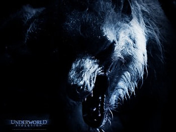 underworld wolf, anmal, movie HD wallpaper