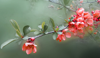 Spring Flowers, Bush, Nature, Plant, Spring HD wallpaper