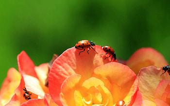Flower, Macro, Petals, Ladybug, Ladybird, Climb HD wallpaper