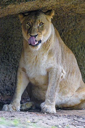 Animals, Predator, Big Cat, Sight, Opinion, Lioness, Protruding Tongue, Tongue Stuck Out HD phone wallpaper