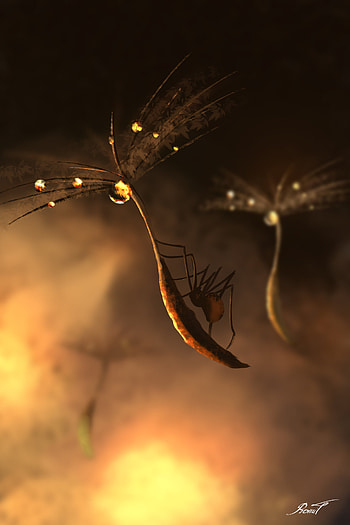 Art, Macro, Drop, Spider, Fluff, Fuzz HD phone wallpaper