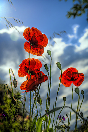 Flowers, Poppies, Plant HD phone wallpaper