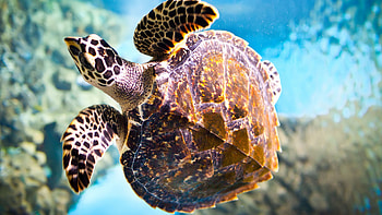Eretmochelys imbricata, Sea Turtles HD wallpaper