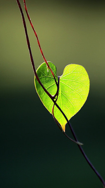 Green Heart, Leaf HD phone wallpaper