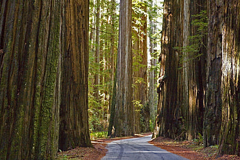 Redwood National Park, Humboldt Redwoods State Park, , Dreamlike scenery HD wallpaper