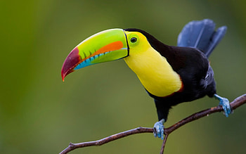 toucan , Beautiful bird, showcase, Nature's masterpiece HD wallpaper