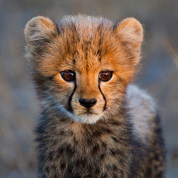 Cute cheetah , Adorable backgrounds, Playful and cute, Delightful HD phone wallpaper