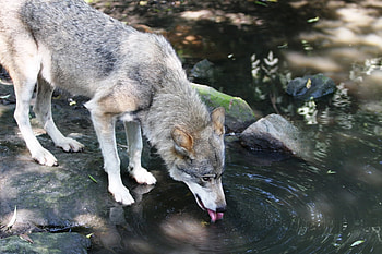 Thirsty Wolf drinking, animal, dog, thirsty, woods, nature, forrest, wolf HD wallpaper
