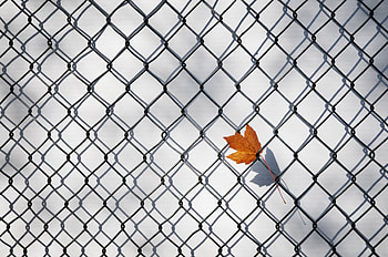 Autumn, Minimalism, Fence, Lattice, Trellis, Maple Leaf HD wallpaper