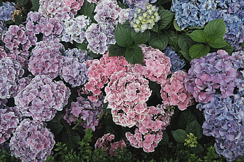Flowers, Flower Bed, Flowerbed, Floristics, Hydrangeas HD wallpaper