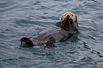 Animals, Water, Wet, To Swim, Swim, Otter HD wallpaper