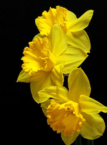 Bouquet of daffodils, Dark background, Isolated , Nature's gift HD phone wallpaper