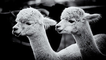 Awesome alpaca , choice, Stunning visuals, Eye-catching design HD wallpaper
