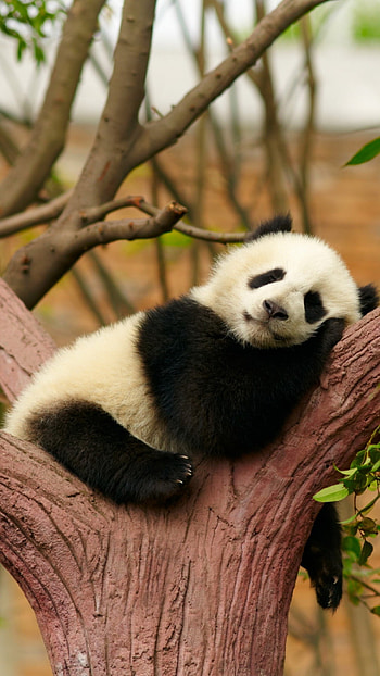 Panda, White Panda HD phone wallpaper