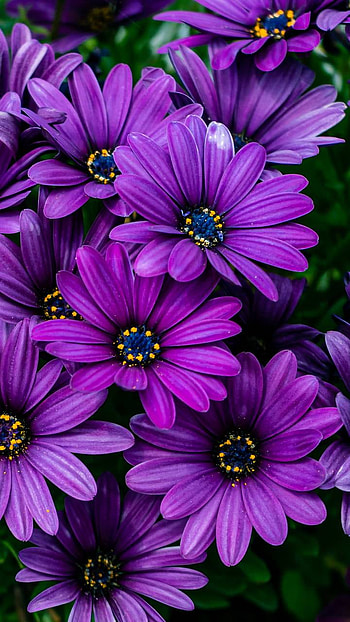 purple flower, daisy, nature HD phone wallpaper