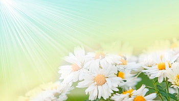 Lovely Sunlight, sun light, spring, sun rays, daisy, green, nature, flowers, sky, sun HD wallpaper