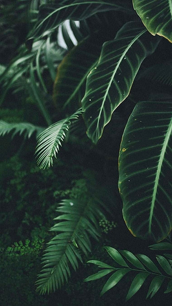Green Aesthetic, Green Leaf HD phone wallpaper