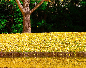 Fall reflections, leaves, yellow, fall, autumn, tree HD wallpaper