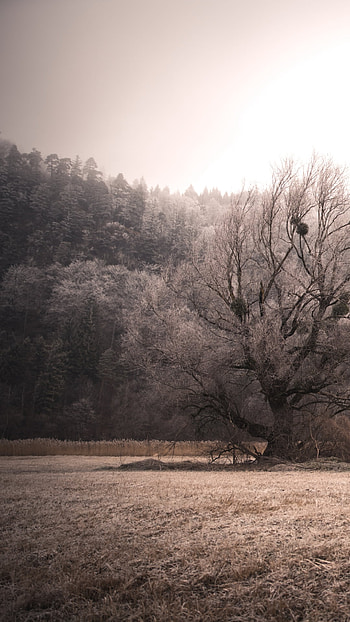 nature, landscape HD phone wallpaper