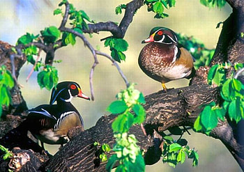Beautiful Ducks, cool, ducks, beautiful HD wallpaper