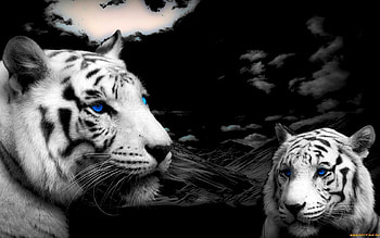 Animals, Tigers HD wallpaper