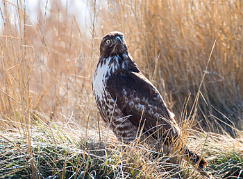 Animals, Grass, Bird, Wildlife, Hawk HD wallpaper