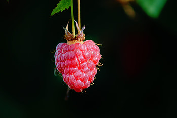 Raspberry, Macro, Berry HD wallpaper