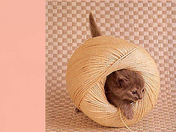 Playing, animal, kitten, cat, play HD wallpaper