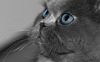 Cute cat, animals, cats, cute, cat, nice HD wallpaper
