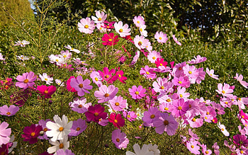 Cosmos Flowers, nature, pink, flowers, cosmos HD wallpaper