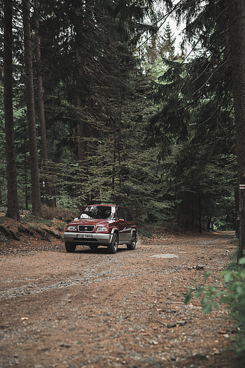 Pine, Suzuki, Cars, Road, Forest, Car, Machine HD phone wallpaper